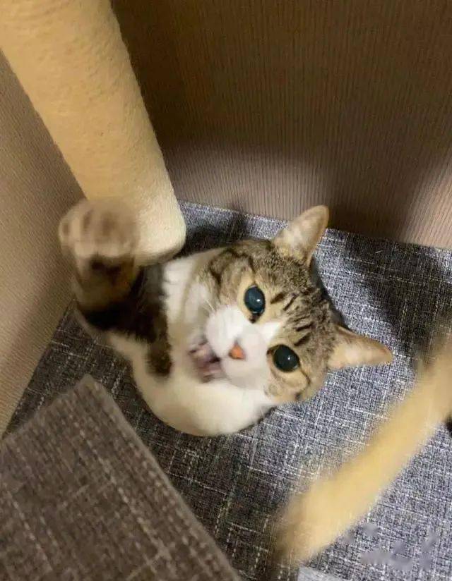 猫扑大杂烩_猫扑大杂烩-掌上猫扑_东北大杂烩