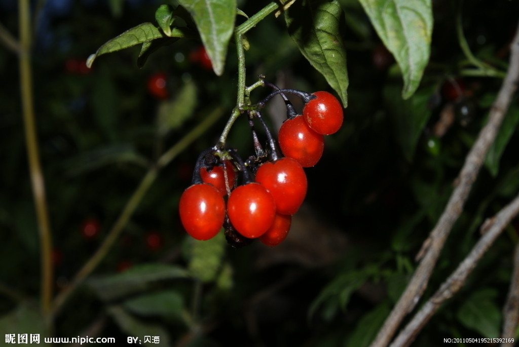 厨师刀怎么拿_天刀厨师一级食材在哪收集_顶级厨师用的刀