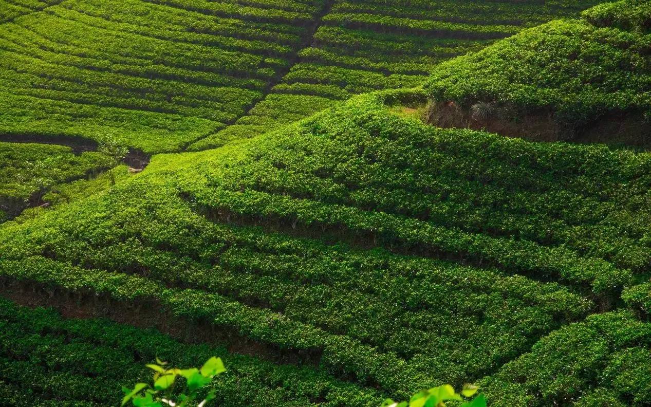利村中心幼儿园_利村中学_中村由利