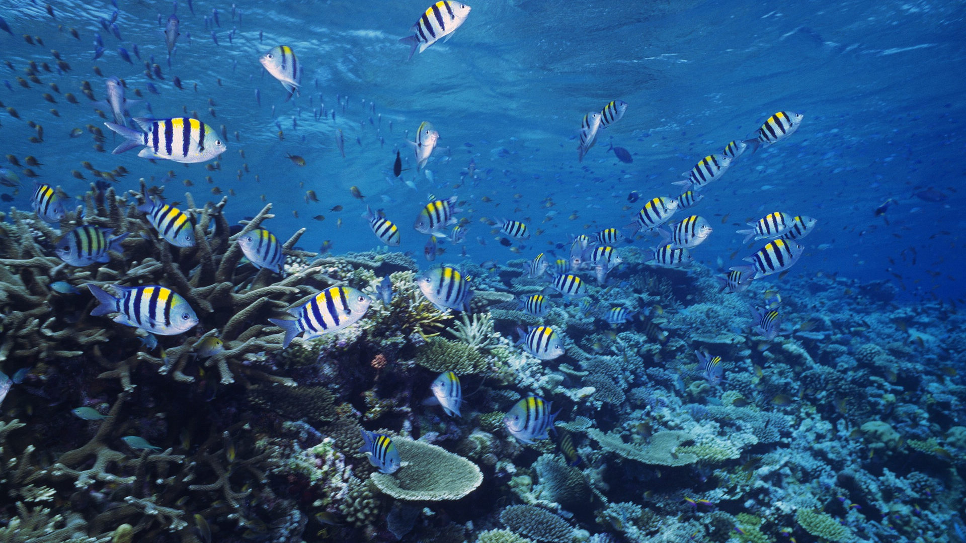 水族箱手游_手机游戏水族馆_水族手机游戏
