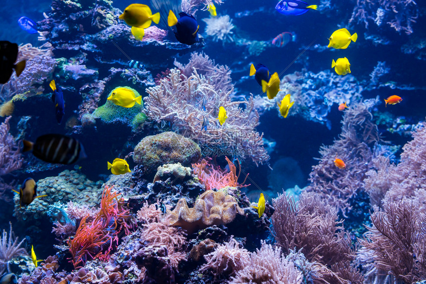 手机游戏水族馆_水族手机游戏_水族箱手游