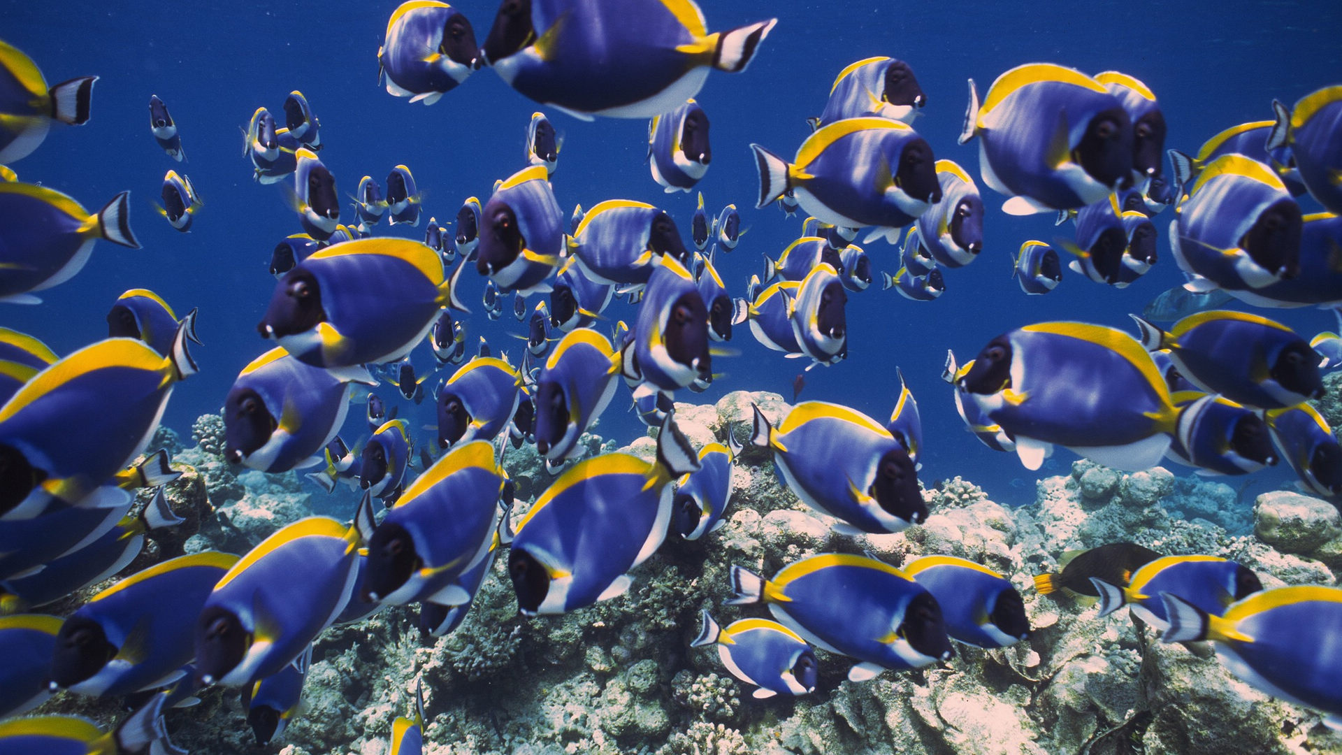 手机游戏水族馆_水族箱手游_水族手机游戏