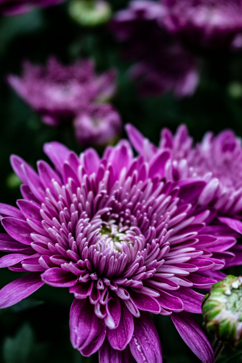 手机做游戏服务器_手机可以做游戏服务器吗_手机搭建游戏服务器