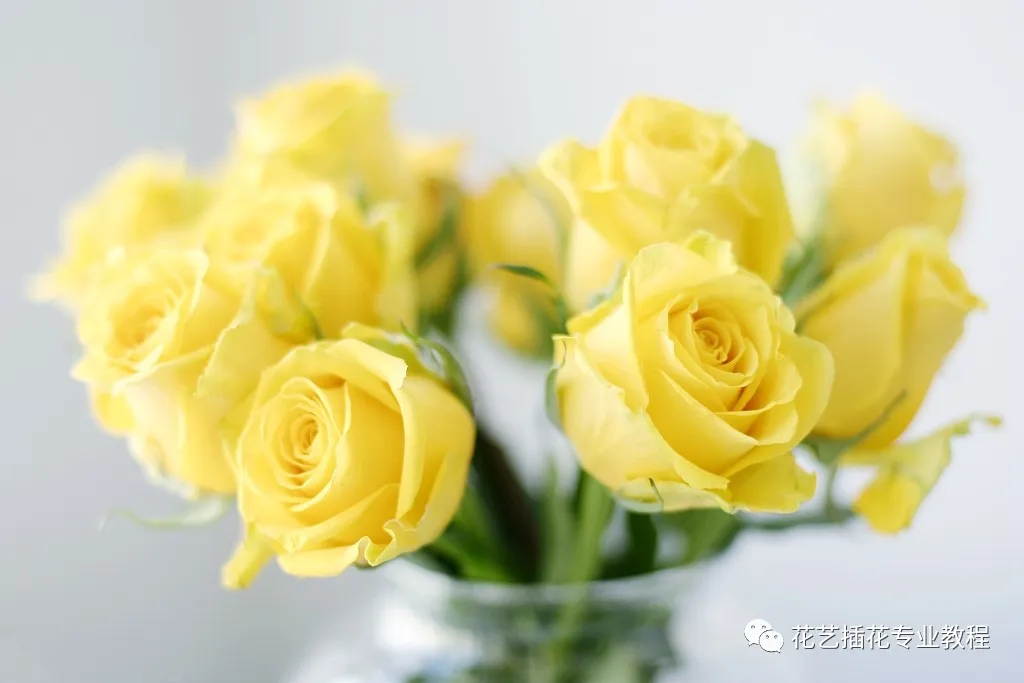 玫瑰代表的寓意是什么意思_36朵玫瑰代表什么_玫瑰代表什么意思