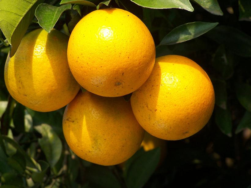 甜遇下载_甜遇是怎么套路的_遇多甜