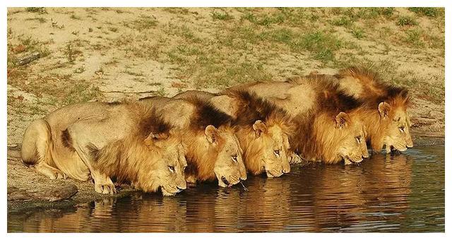 【独家揭秘】自动出兵手机游戏:全球玩家疯狂追捧的秘密武器(图1) 自动出兵大战攻略_自动出兵的手游_自动出兵手机游戏