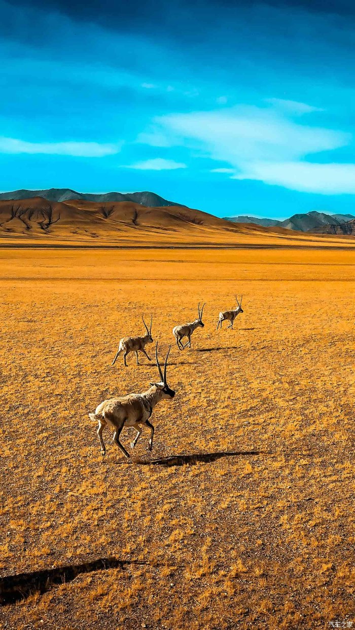 少狼大电影-少狼:从胆小孩到勇敢少年,草原风情引人入胜(图3) 电影少狼故事片_少狼大电影_电影少狼大行动