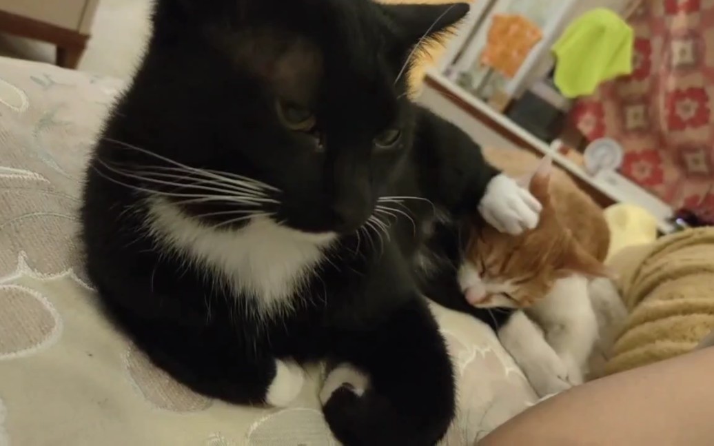 养小猫的手机游戏_养猫的手机游戏_小猫养成游戏