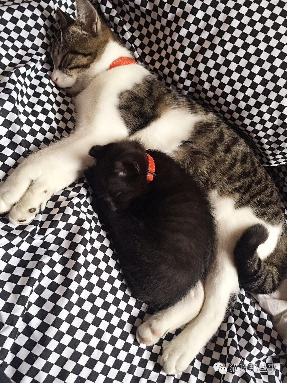 养小猫的手机游戏_小猫养成游戏_养猫的手机游戏