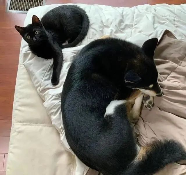 小猫养成游戏_养小猫的手机游戏_养猫的手机游戏