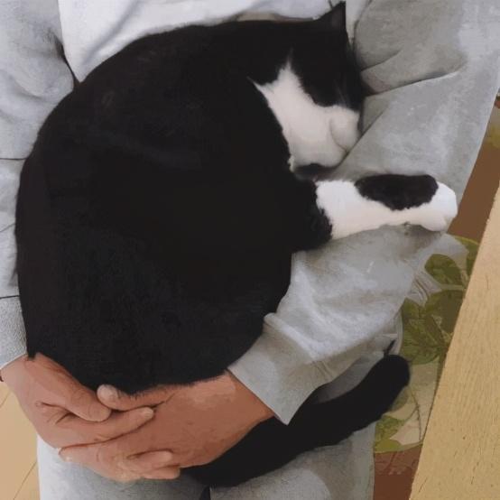 养小猫的手机游戏_养猫的手机游戏_小猫养成游戏