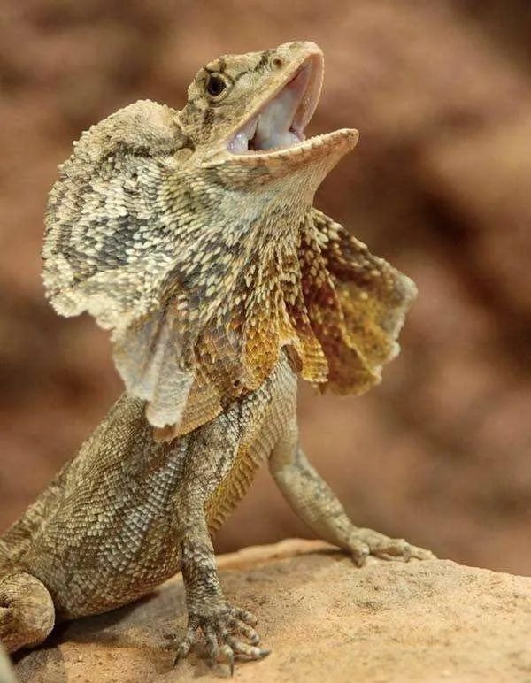 喙嘴龙_喙嘴龙_喙嘴龙