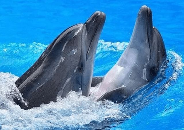 驯化动物手机游戏_驯化动物的游戏_动物驯服游戏