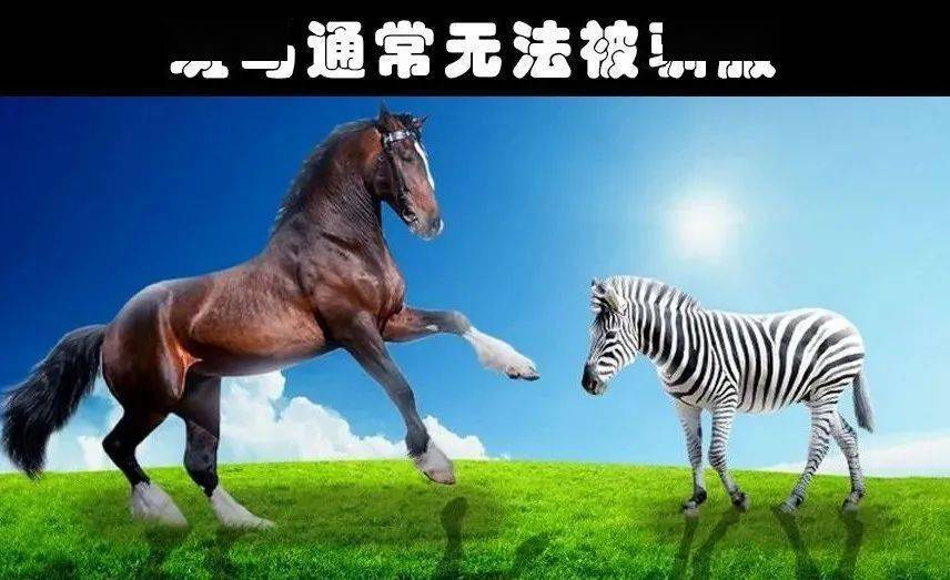 驯化动物的游戏_动物驯服游戏_驯化动物手机游戏