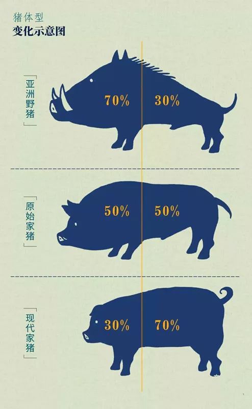 驯化动物的游戏_驯化动物手机游戏_动物驯服游戏