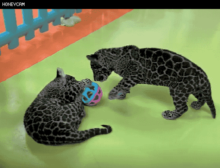 抓动物养的手机游戏_捉动物养的游戏_抓养动物手机游戏