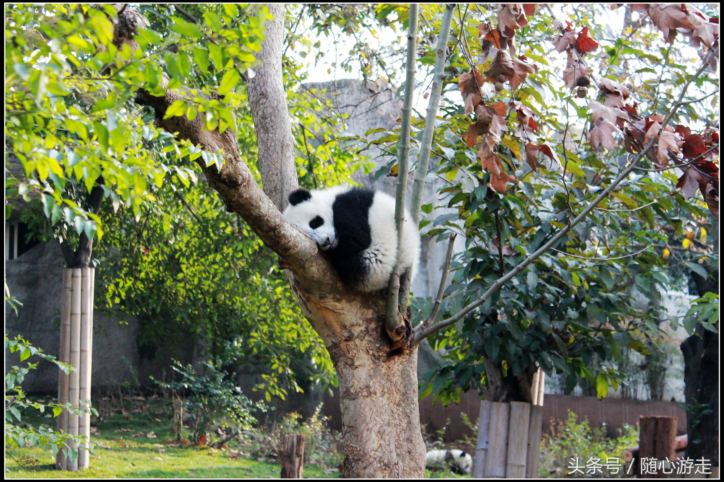 熊猫京京_熊猫tv京a88888_熊猫京a88888