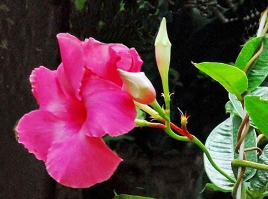 植物家的小女孩_植物学家的女儿主题曲_植物学家的女儿