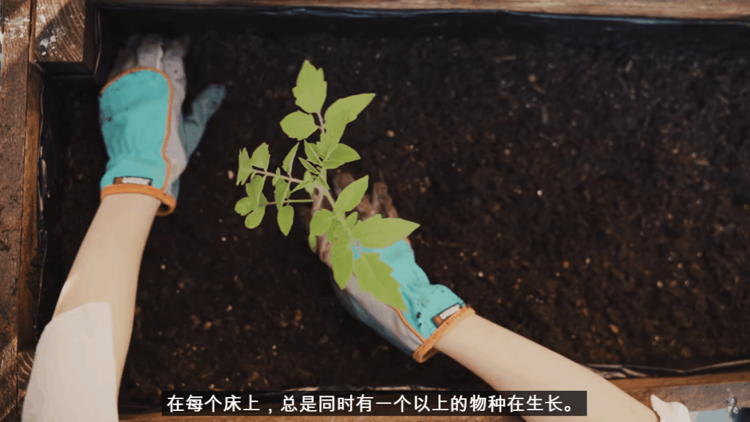 网易手机版最好的种子游戏-种出真实农场体验,学习农业知识,这款手机游戏太迷人了(图2) 网易种子计划_网易1.12.2种子_网易手机版最好的种子游戏