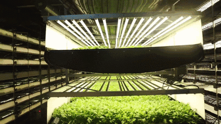 网易手机版最好的种子游戏-种出真实农场体验,学习农业知识,这款手机游戏太迷人了(图3) 网易1.12.2种子_网易手机版最好的种子游戏_网易种子计划