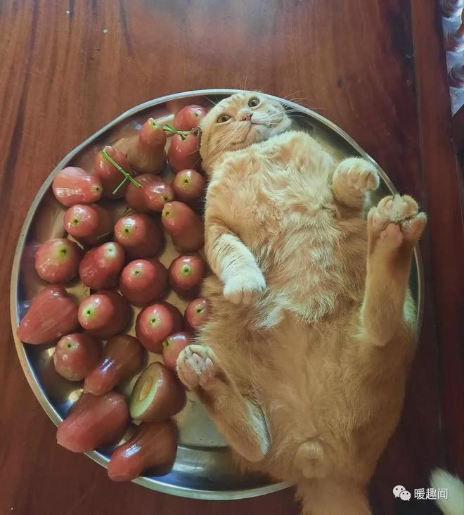 做饭小猪佩奇动画片全集_小猪做饭玩具视频_小猪做饭手机游戏