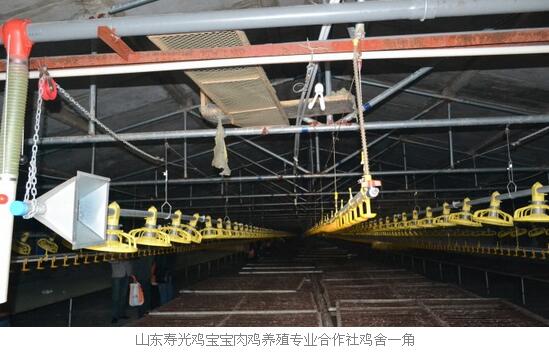 鸡神_鸡神是什么意思_鸡神砂图片