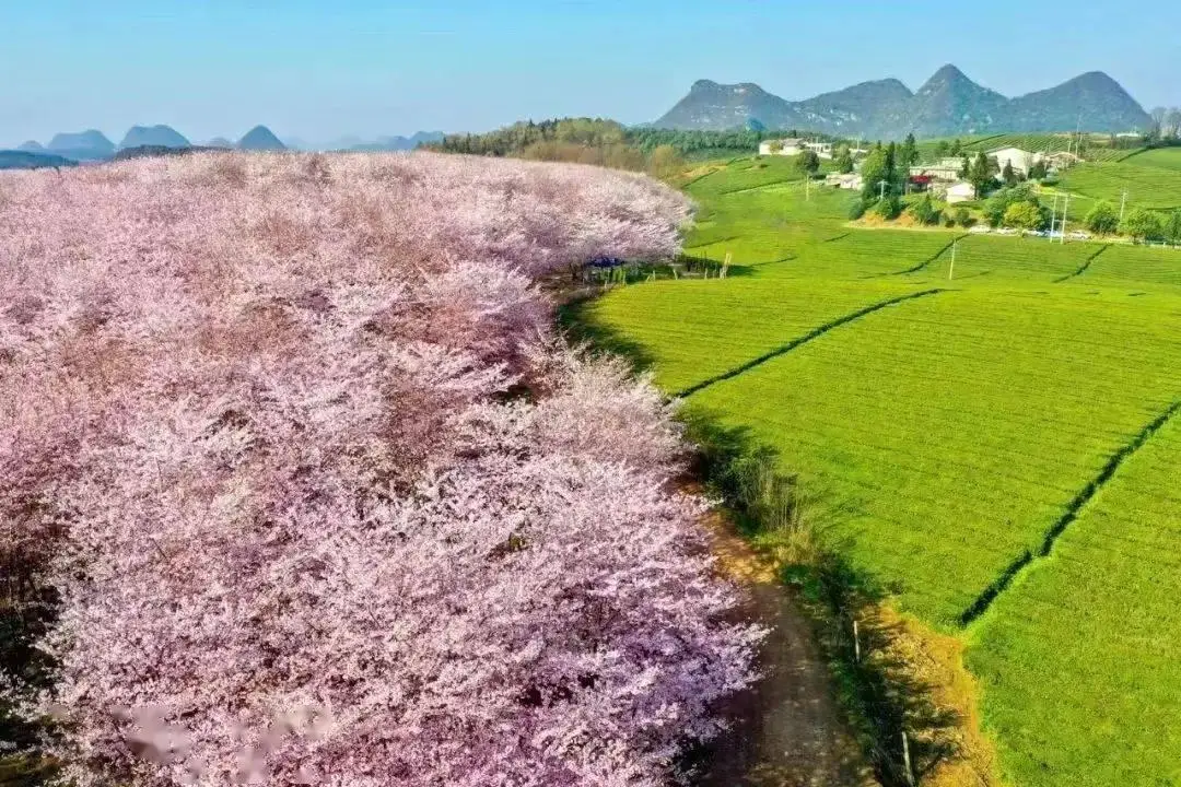 樱花动漫 _樱校1.039.73_樱日和