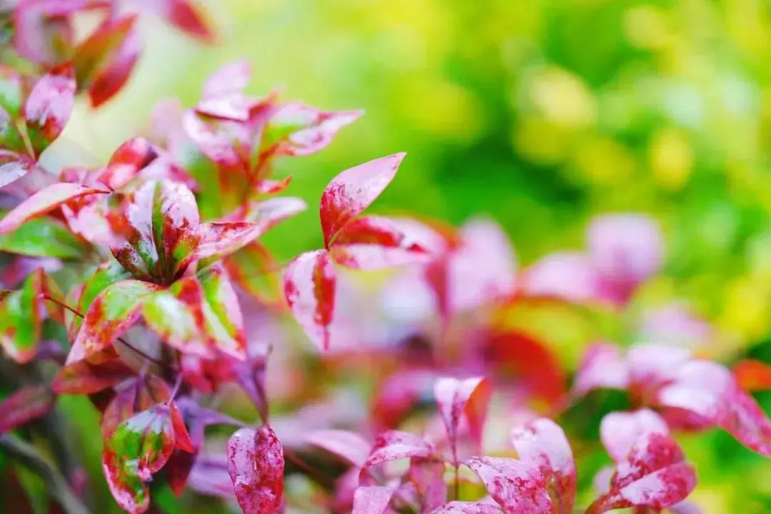 虫虫助手.-虫虫助手:省时又省力,让你的生活更轻松(图1) 帮我找一下虫虫助手_助手虫虫大全_虫虫助手.