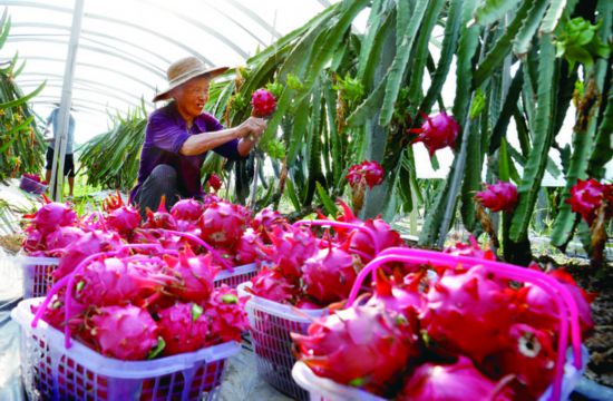 蔬菜大丰收游戏下载手机版_丰收蔬菜图片_蔬菜大丰收玩法