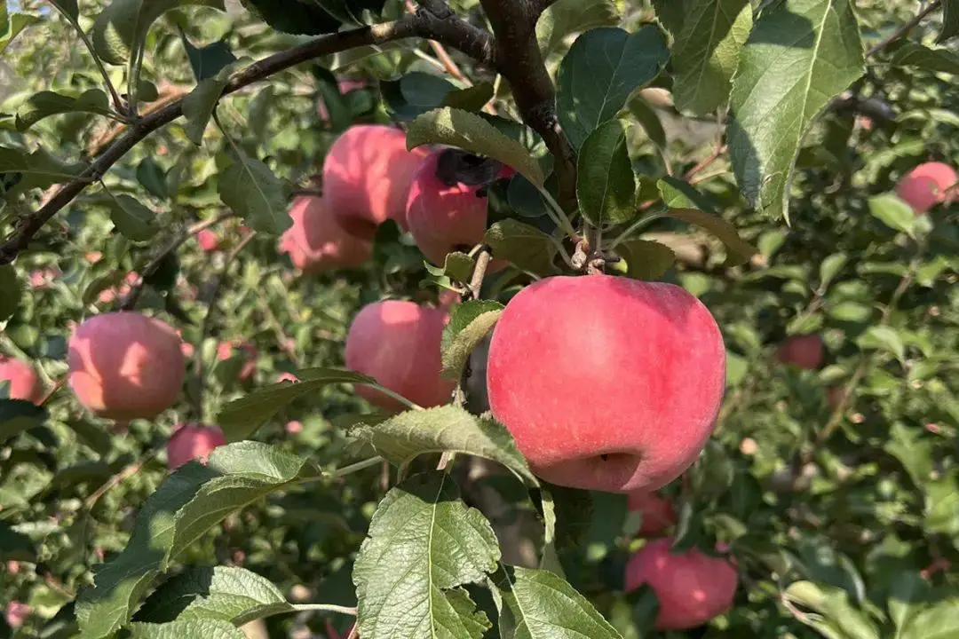 蔬菜大丰收玩法_丰收蔬菜图片_蔬菜大丰收游戏下载手机版