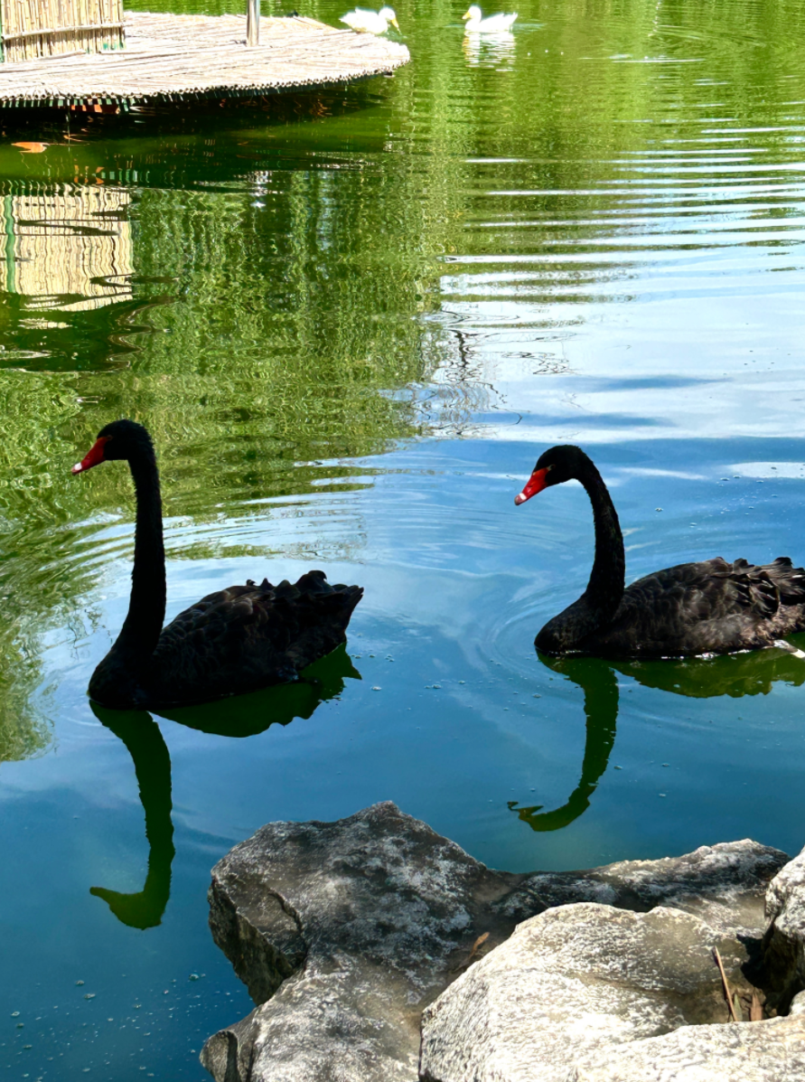 贴纸直播手机游戏怎么做_贴纸游戏手机版_手机直播游戏贴纸