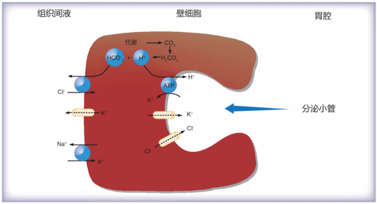 挑战生命循环!细胞游戏手机单机,合作还是竞争?(图2) 细胞游戏手机单机_好玩的细胞游戏_单机细胞手机游戏推荐