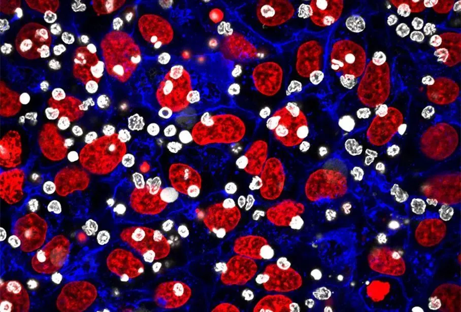 挑战生命循环!细胞游戏手机单机,合作还是竞争?(图3) 好玩的细胞游戏_细胞游戏手机单机_单机细胞手机游戏推荐