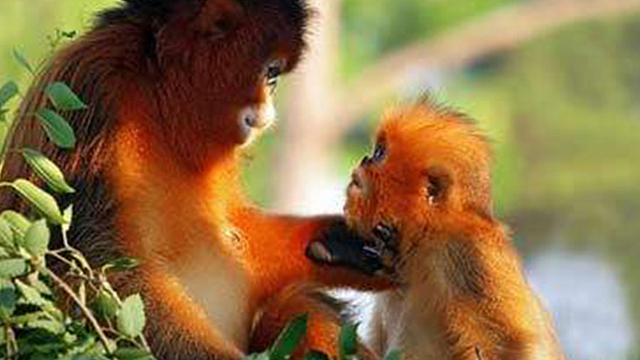 夜色兽鸣:大自然的呼唤与人造声音的对比(图1) 兽鸣_兽鸣_鸣兽的意思