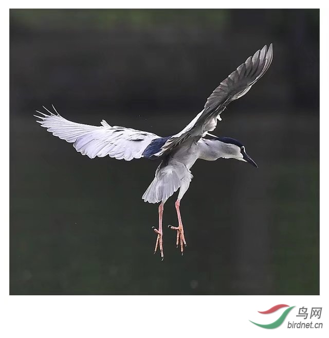 跳跃正版下载_跳跃的鸟游戏_跳跃的鸟手机游戏下载