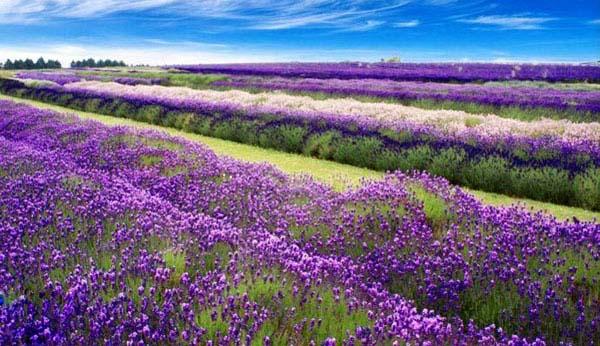 乡村游戏攻略_乡村玩的全部游戏_乡村的家2游戏安卓手机