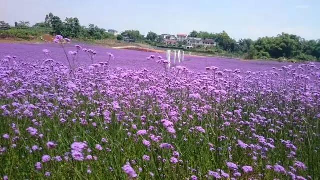 乡村游戏攻略_乡村的家2游戏安卓手机_乡村玩的全部游戏