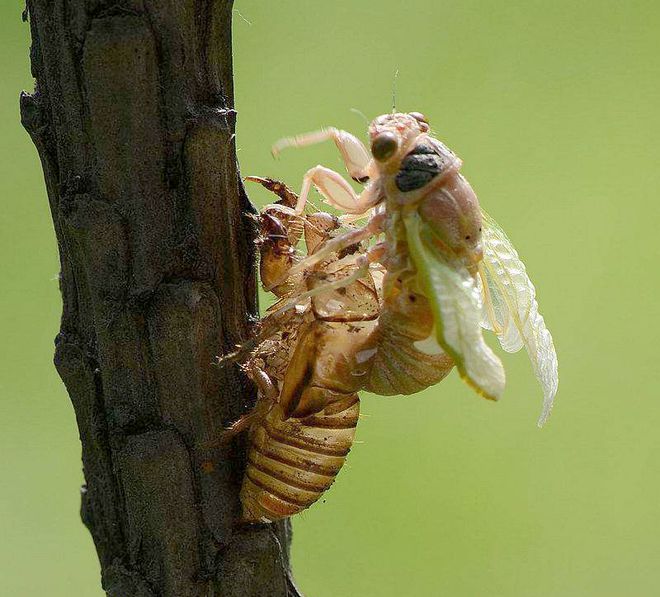 蝉女_蝉女经典语录_蝉女讲了什么