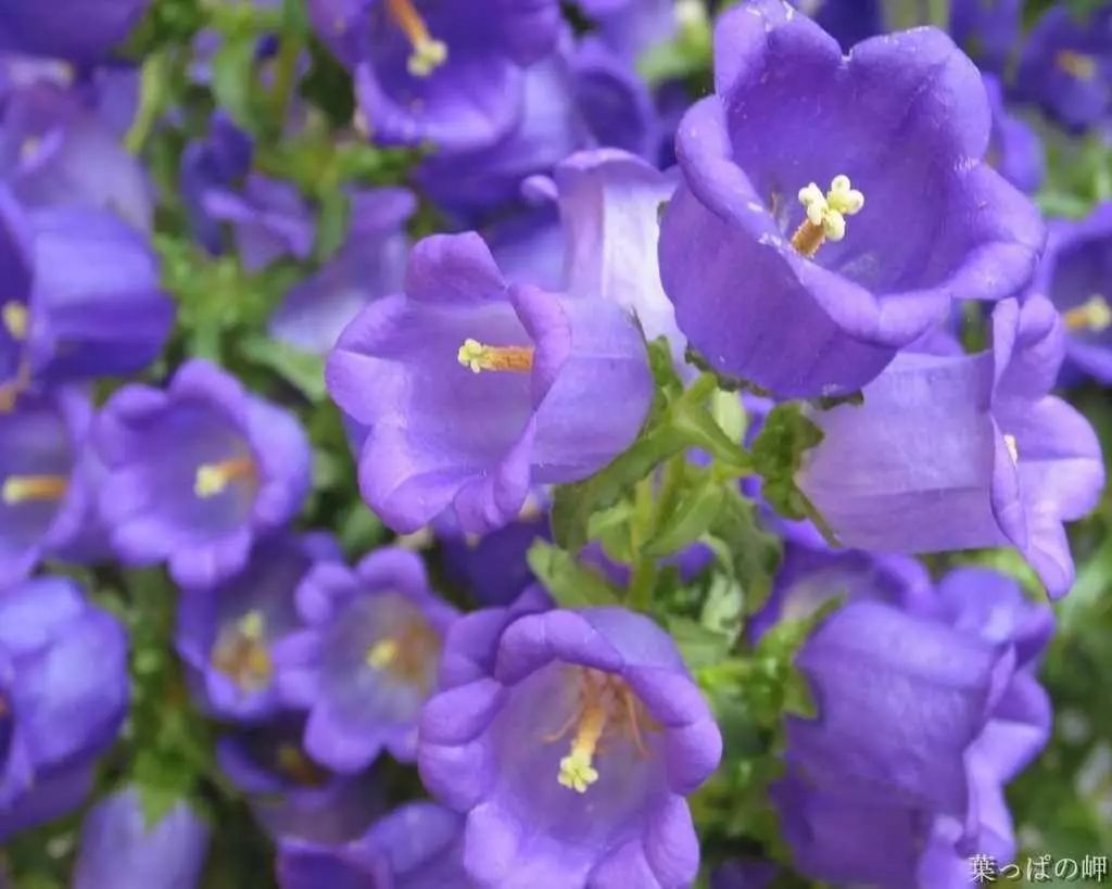 蓝花_蓝花悦_蓝花悦能力