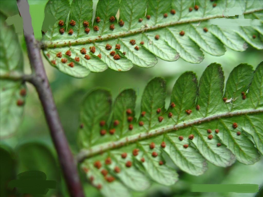小黑游戏邪恶游戏手机版-揭露小黑游戏手机版的危害:暴力、色情,安全隐患丛生(图1) 小黑游戏大全_小黑游戏手机版在线玩_小黑游戏邪恶游戏手机版