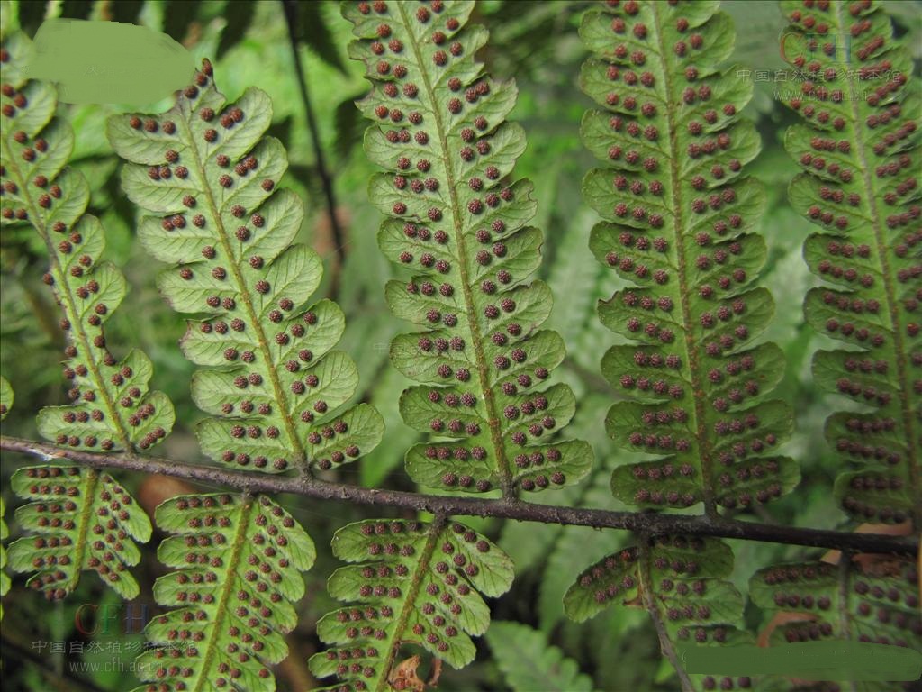 小黑游戏邪恶游戏手机版-揭露小黑游戏手机版的危害:暴力、色情,安全隐患丛生(图2) 小黑游戏大全_小黑游戏手机版在线玩_小黑游戏邪恶游戏手机版