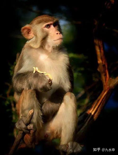 猴子定理说明了什么_无限猴子故事_无限猴子定理