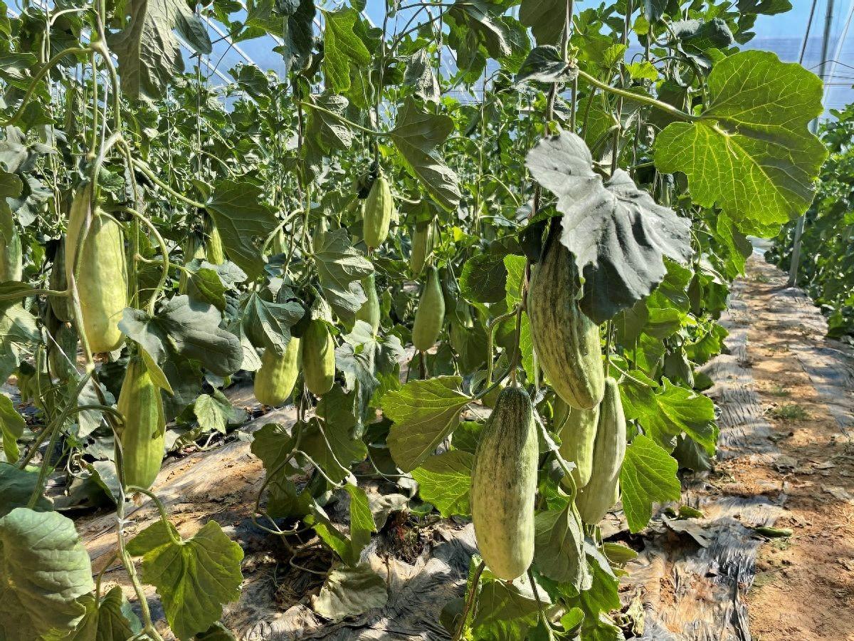保修时间查询苹果_保修查询苹果_苹果手机保修期查询官网