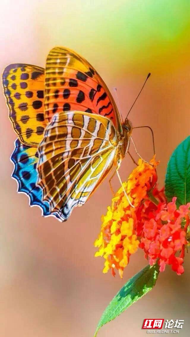 野蛮丫鬟电视剧_野蛮丫鬟会武功_野蛮丫环游戏下载手机版