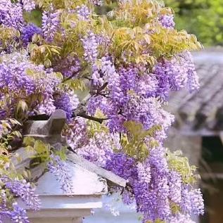 中村有沙:一颗纯真善良之心,吸引无数人驻足观看的动人故事(图1) 沙村在哪里_沙村附近有没有好玩的_中村有沙