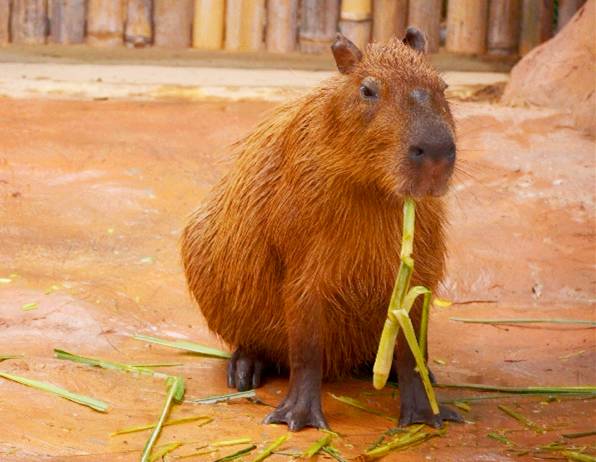 水獭手机游戏-探索水獭水域世界,畅游手机游戏乐趣之旅(图2) 手机版水獭可以多带神器吗_有关水獭的游戏_水獭手机游戏