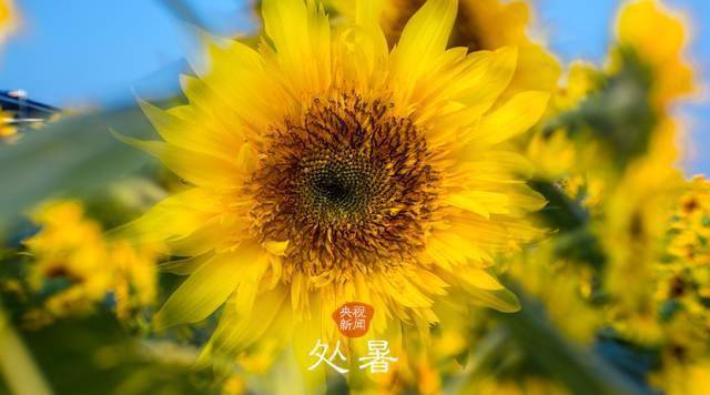 处暑的含义是什么意思-处暑时节,感受自然的温情与家人的幸福(图2) 处暑这个词的意思是什么_处暑的含义是什么意思_处暑一词的意思