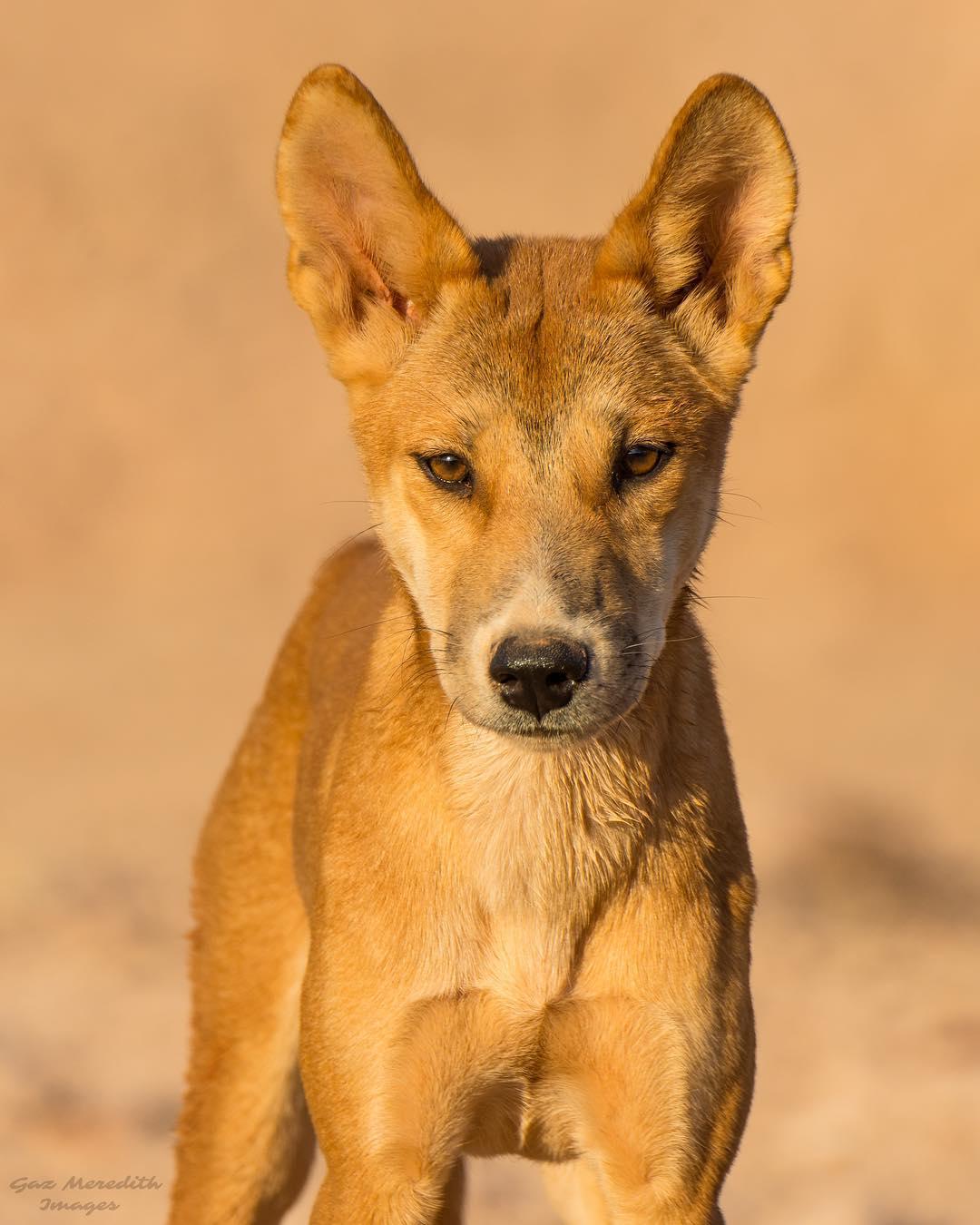 夜晚街头的东方蜚蠊:城市守护者与生态卫士(图3) 东方蜚蠊会咬人吗_东方蜚蠊_东方蜚蠊图片