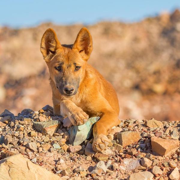 夜晚街头的东方蜚蠊:城市守护者与生态卫士(图4) 东方蜚蠊图片_东方蜚蠊会咬人吗_东方蜚蠊