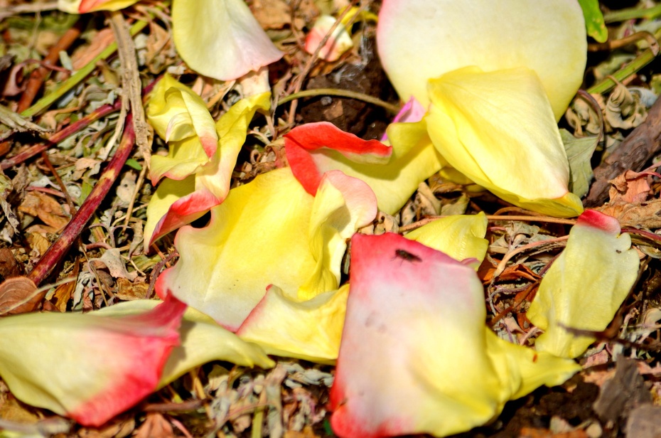 妮姬_locelive妮姬_妮姬港澳台服官网